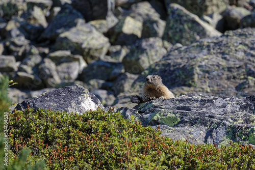 A groundhog watches the surroundings from the rocks