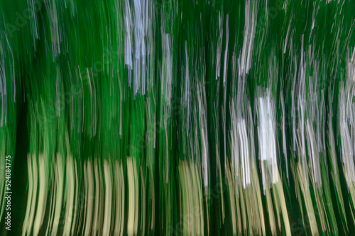 Subjective esoteric photo of a forest through long exposure and camera movement