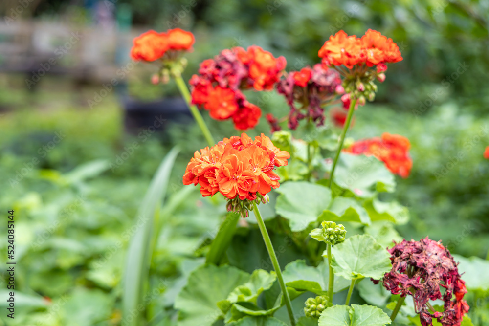 A bright red geranium flower with green burgeons and leaves is in the summer garden