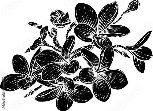 Tropical Plumeria Frangipan...