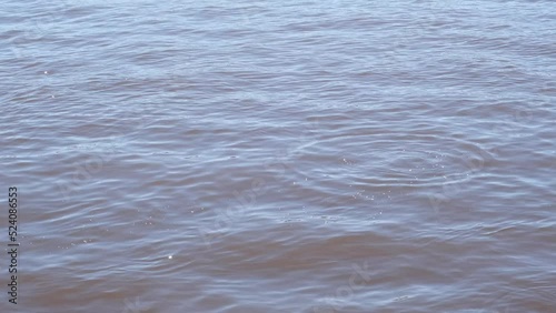 Seagulls hunt for fish on the surface of the water. From a height they dive into the water to catch fish.