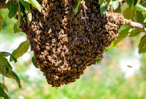 Swarm of bees after leaving the hive on an apple tree branch in the garden.
