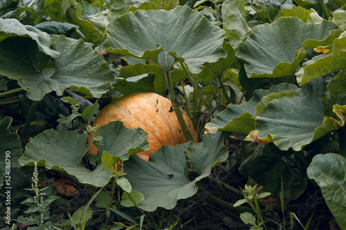 a huge yellow pumpkin in the garden under large green leaves