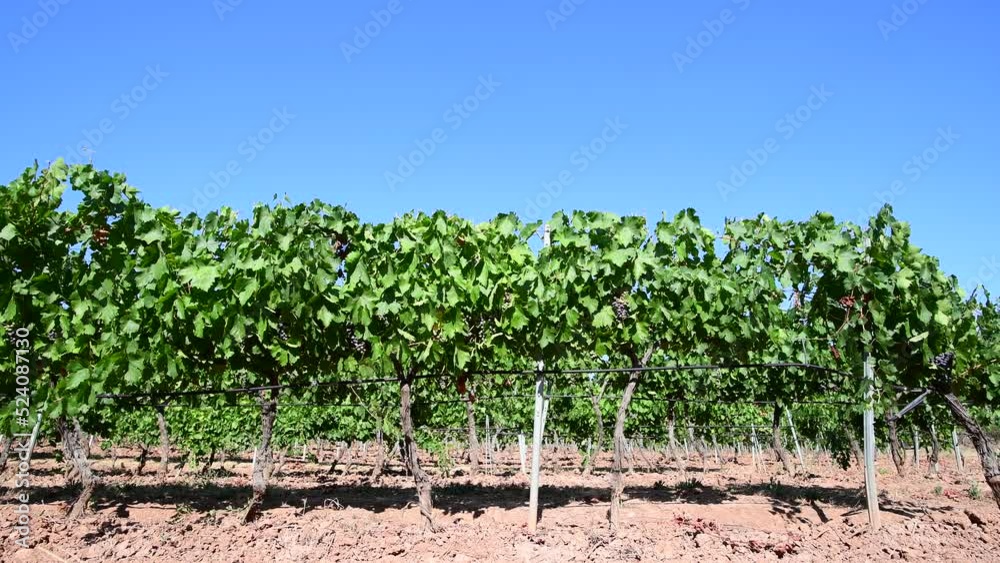 Vineyard background with clear blue sky with copy space allowing seamless integration of your custom text, titles, headings, South of France Vineyard background with clear blue sky with copy space allowing seamless integration of your custom text, titles, headings, South of France