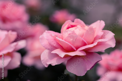 Pink rose on a background of green leaves.