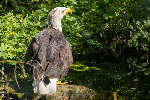 Weißkopfseeadler photo