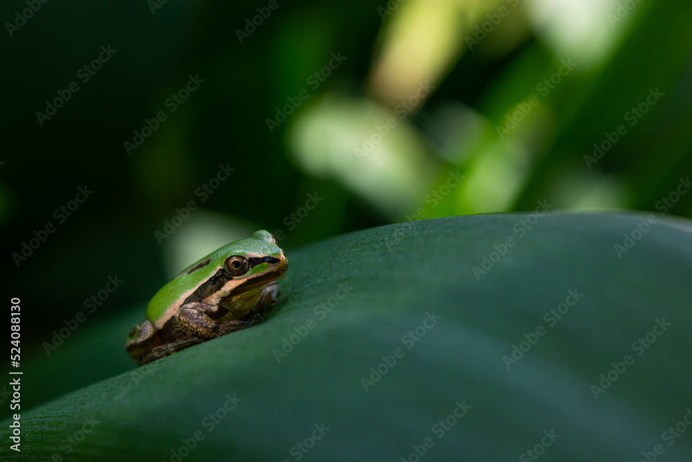 Waiting Frog