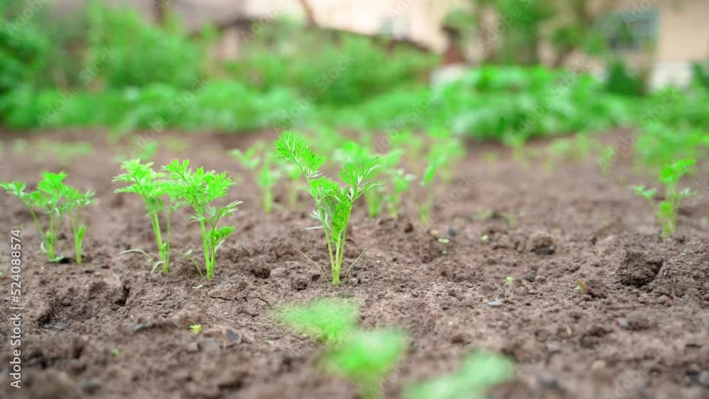 Young juicy green leaves of a growing carrot in the soil close-up, blurred background.Smooth camera movement Young juicy green leaves of a growing carrot in the soil close-up, blurred background.Smooth camera movement
