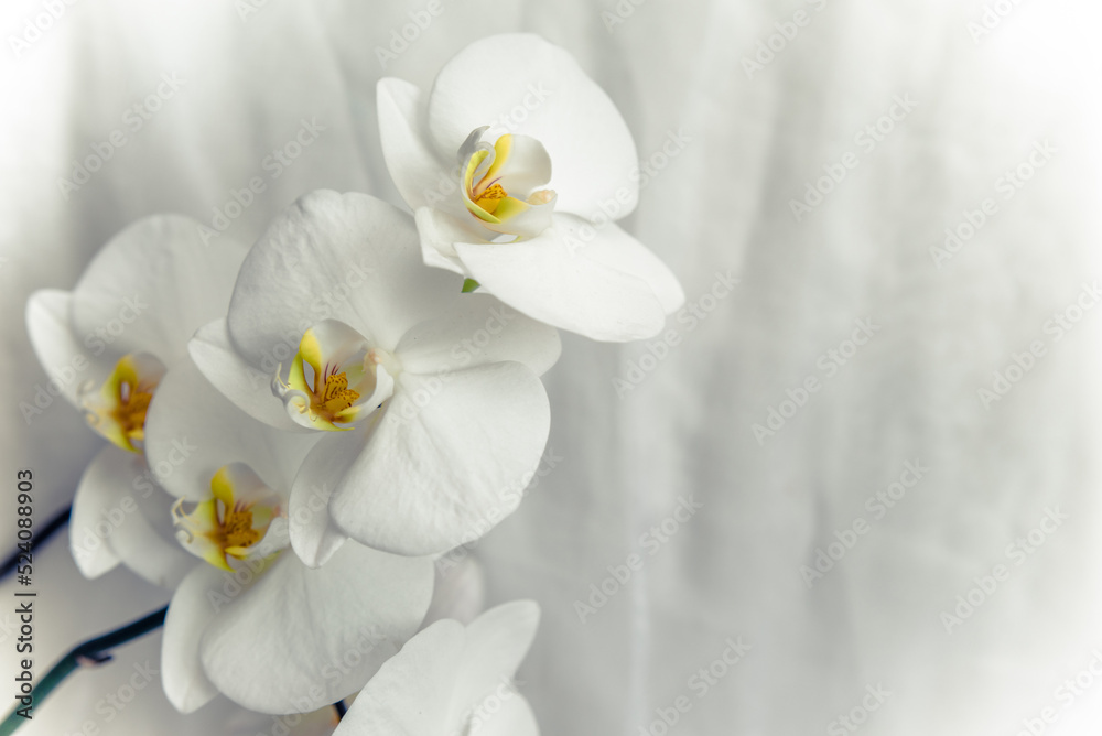 The branch of white orchids on white fabric background
The branch of white orchids on white fabric background