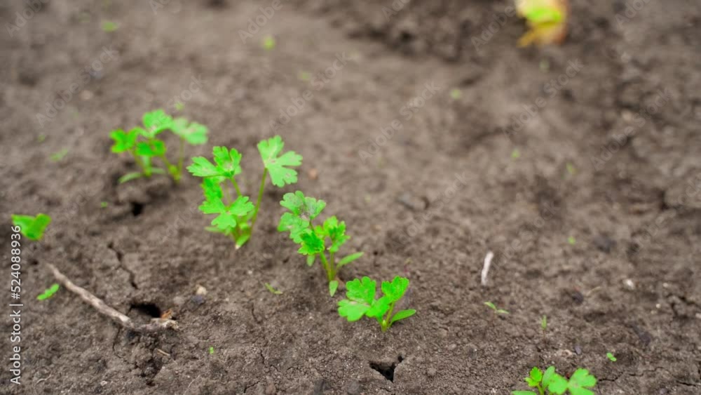 Green parsley growing in a garden bed close-up Green parsley growing in a garden bed close-up