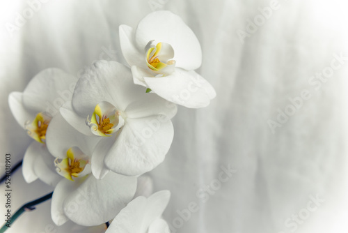 The branch of white orchids on white fabric background 