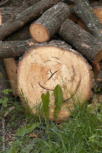 Firewood of various sizes is stacked on the grass in the yard. Harvesting firewood for the winter for heating the home