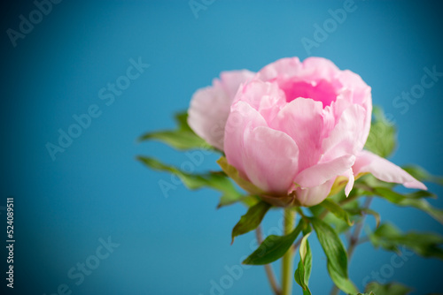 Beautiful big pink peony close-up on a blue background.