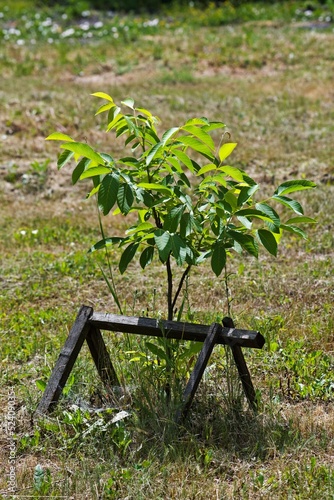 Young, green walnut in the garden on the plot, fenced with boards