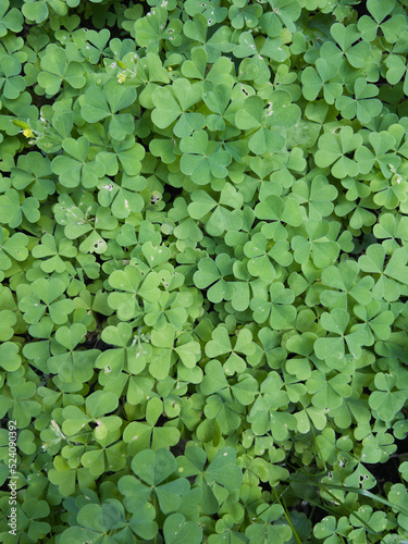 Carpet of fresh green plants in the forest. Forest natural texture