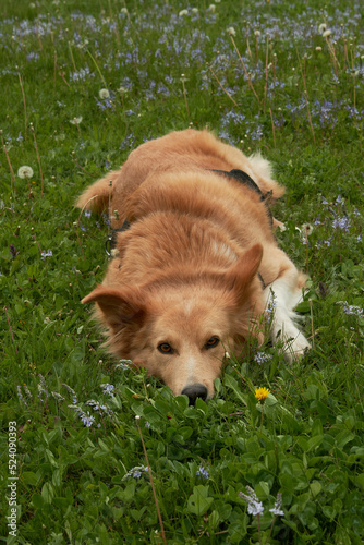 red dog lies on the fresh green grass on the lawn
