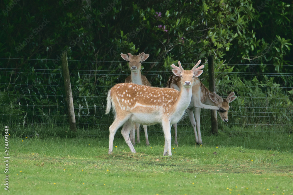 Fallow Deer, Lochbuie, Isle of Mull, Scotland Fallow Deer, Lochbuie, Isle of Mull, Scotland