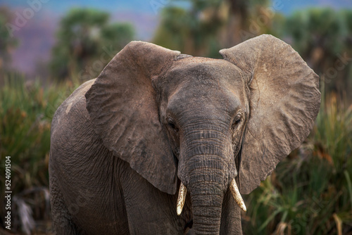 Close up portrait of an elephant with tusks