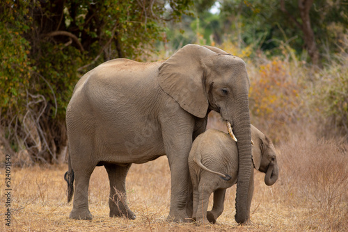 Close up image of a mother elephant cuddling her baby with her trunk