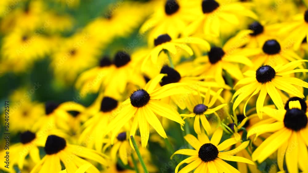 Black eyed susan- rudbeckia flowers, yellow flowers blooms in the garden Black eyed susan- rudbeckia flowers, yellow flowers blooms in the garden