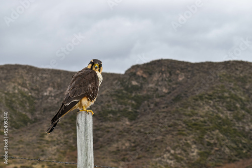 alcon posing on the trunk looking at the camera photo