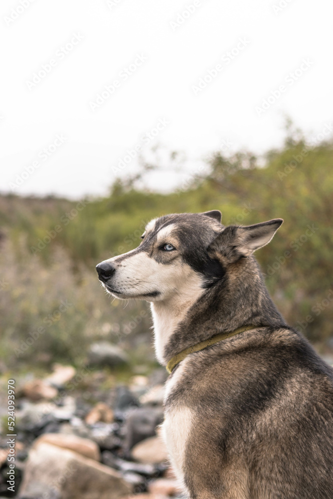 siberian dog looking to the side in mountains landscape siberian dog looking to the side in mountains landscape
