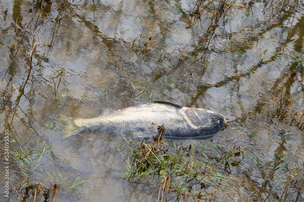Fototapeta premium Toter Fisch im Fluss Elbe bei Magdeburg
