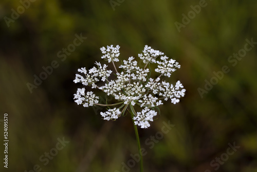 Gruppo di fiori piccoli e bianchi di pianta erbacea daucus carota , carota selvatica. che cresce spontanea nei prati.