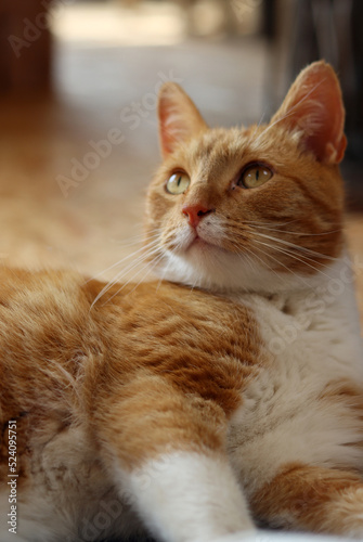 Ginger cat looking at camera. Cute animal close up photo. Happy pet's life concept. 