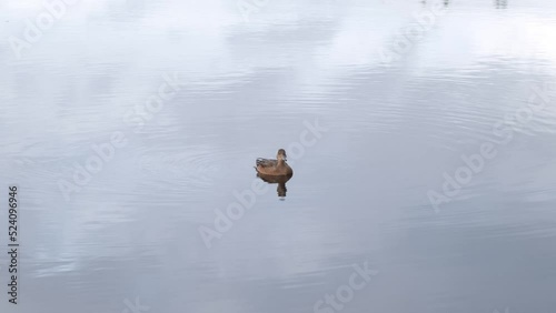 A wild duck swims in the clear water of a forest lake. High-quality 4k video recording.