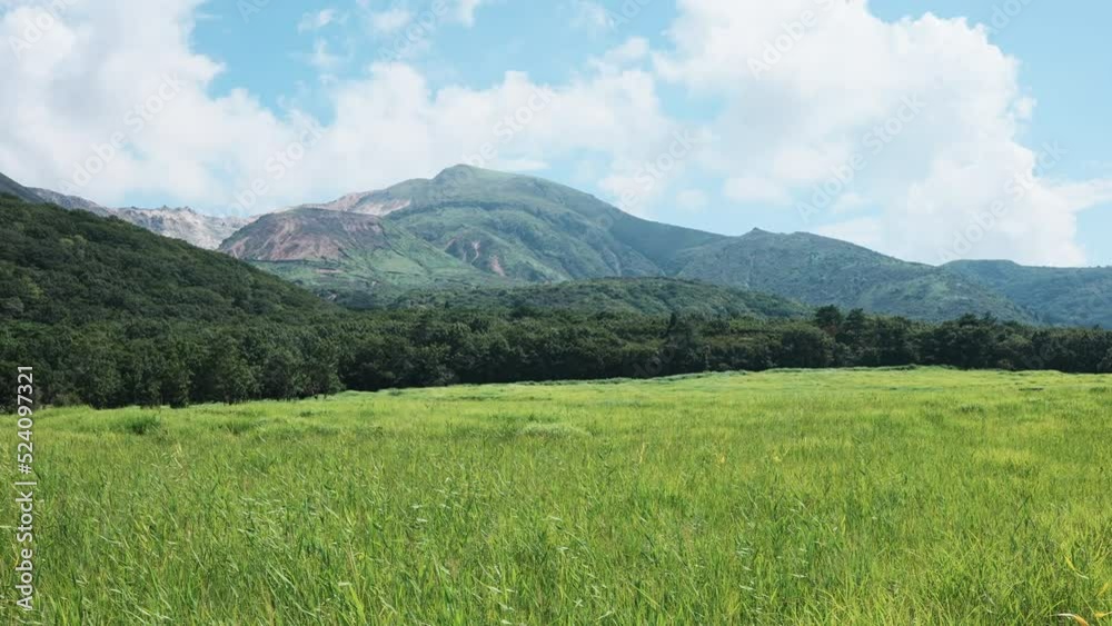 夏のくじゅうタデ原湿原の緑鮮やかな草原 夏のくじゅうタデ原湿原の緑鮮やかな草原