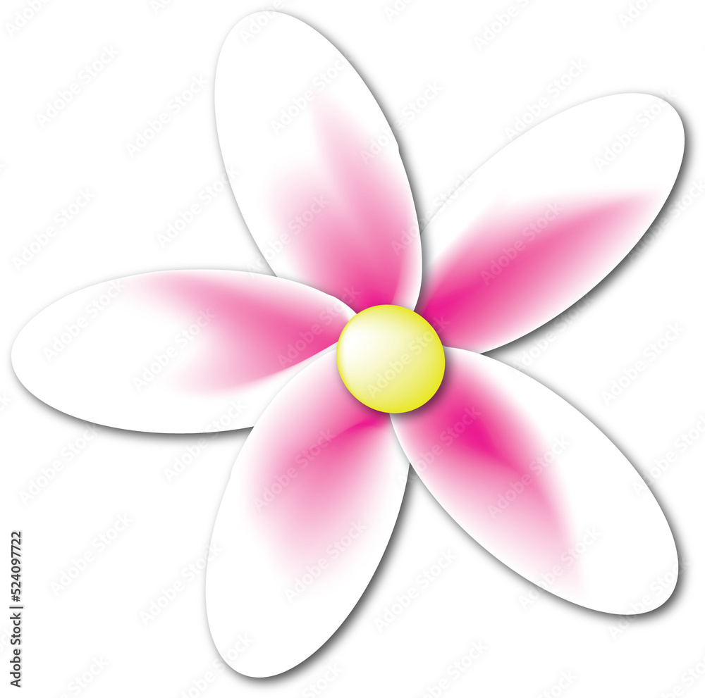 Fototapeta premium White and Pink Daisy Flower