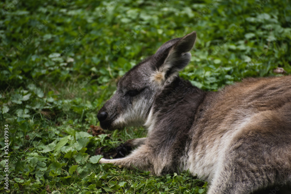 Wallaby