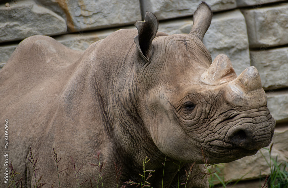Naklejka premium Rhino