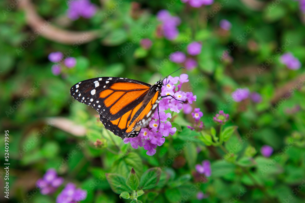 Monarch butterfly flying insect orange wings Monarch butterfly flying insect orange wings