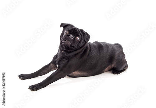 Fototapeta Naklejka Na Ścianę i Meble -  Black full grown pug dog pet photography in studio
