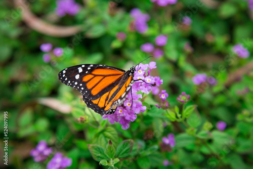 Monarch butterfly flying insect orange wings