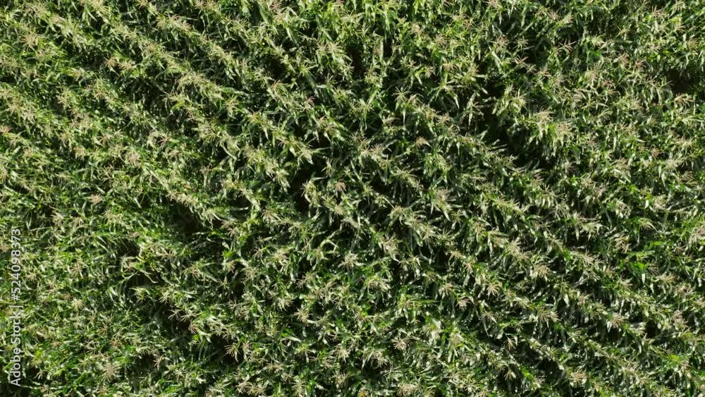 Cornfield aerial panoramic view. Camera moving up from close up top view to general angle view Cornfield aerial panoramic view. Camera moving up from close up top view to general angle view