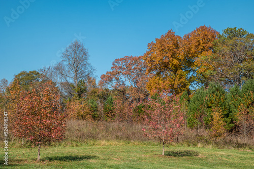 Autumn colors in the park
