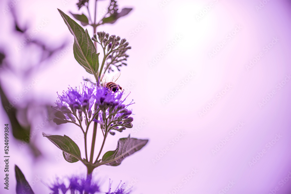 Honeybee on a Purple Flower in a Summer Garden