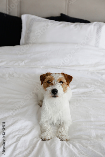 Cute wire haired Jack Russel terrier puppy with folded ears on a bed with white linens. Small broken coated doggy on white bedsheets. Close up, copy space, background.
