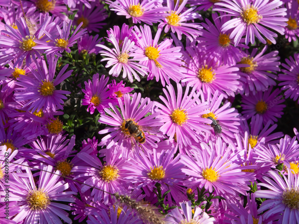 A beautiful carpet of pink Alpine aster flowers. Beautiful flower abstract background of nature. Astra perennial A beautiful carpet of pink Alpine aster flowers. Beautiful flower abstract background of nature. Astra perennial