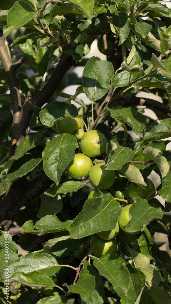 Green garden fruit and berries Green garden fruit and berries