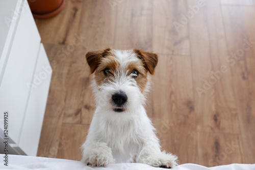 Fényképezés Cute wire haired Jack Russel terrier puppy with folded ears asking permission to jump on a bed