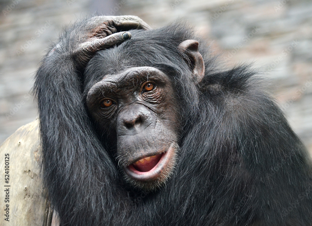 Portrait of a chimpanzee