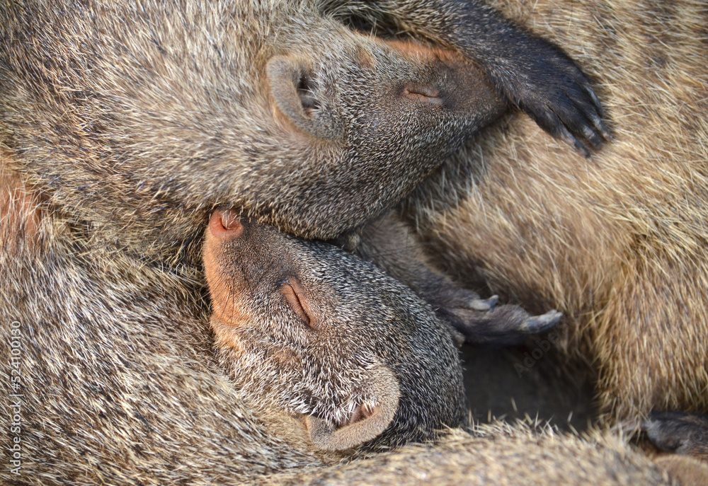 Obraz premium Sleeping mongooses