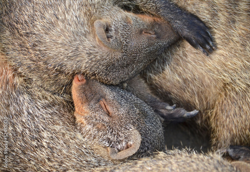 Sleeping mongooses