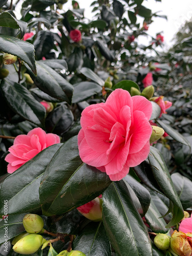 pink flower garden nature plant