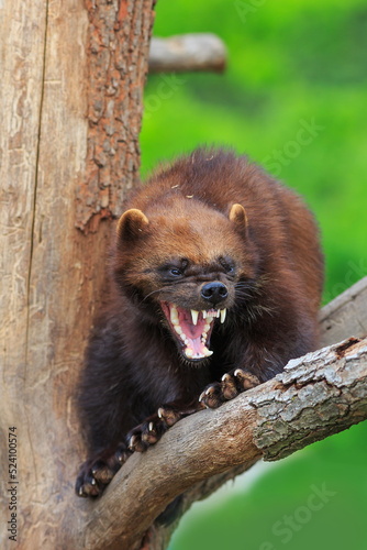 the wolverine (Gulo gulo) very upset and angry