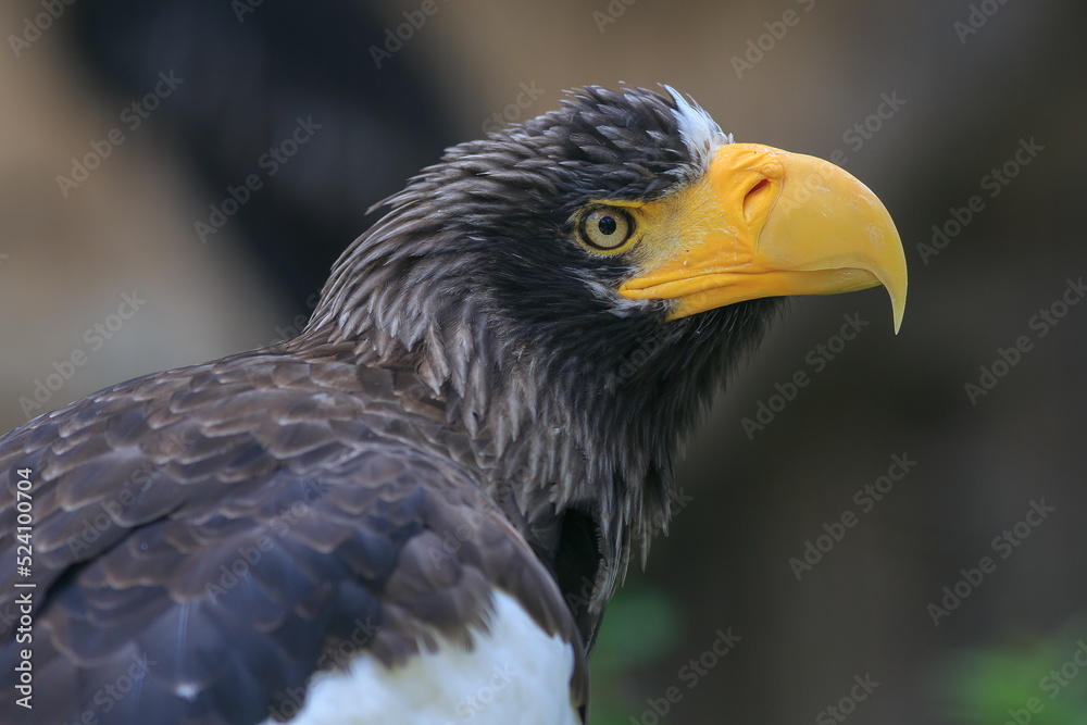 Obraz premium female Steller's sea eagle (Haliaeetus pelagicus) the young individual